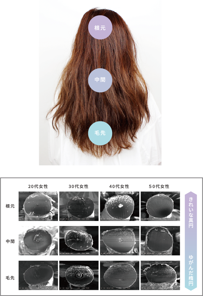 20代から50代女性の髪の毛の形状の図